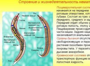 Нематоды Характерные черты типа круглые черви
